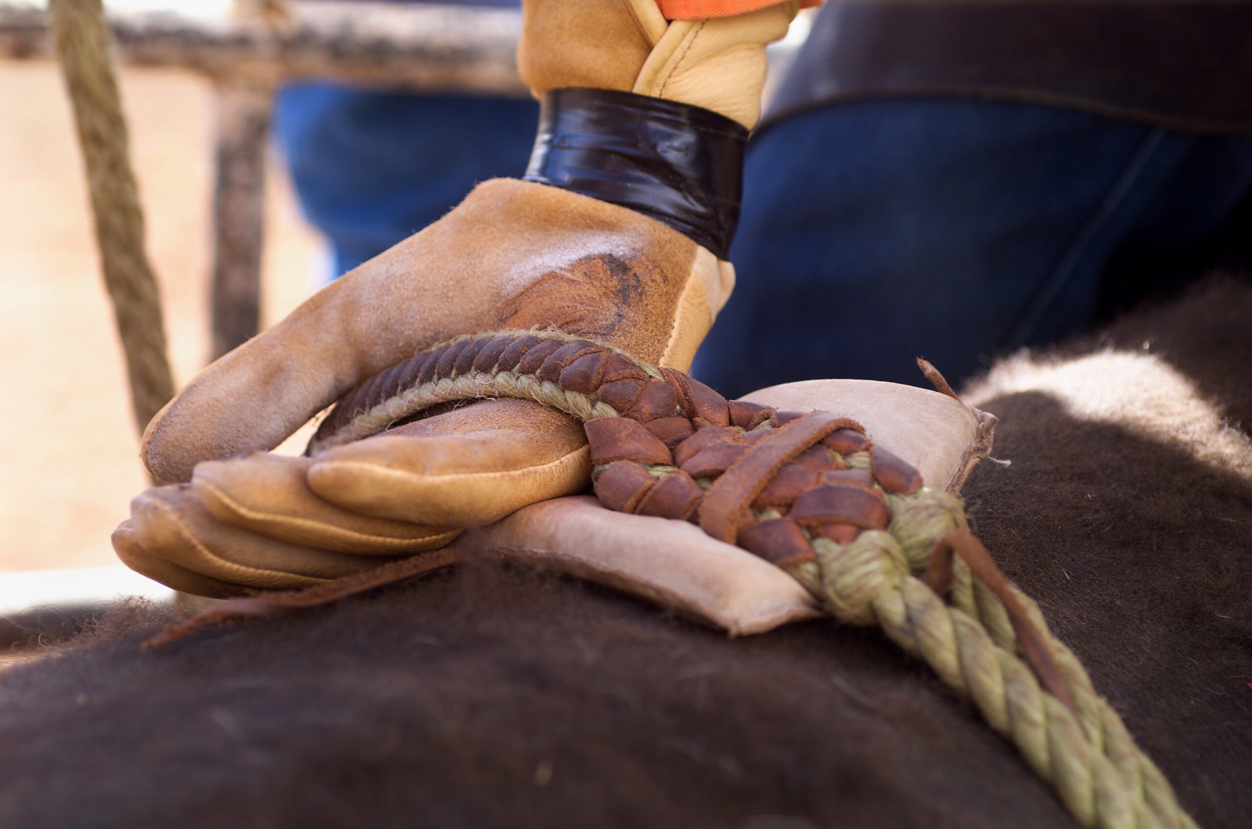 Steamboat Springs Rodeo Bull Rider